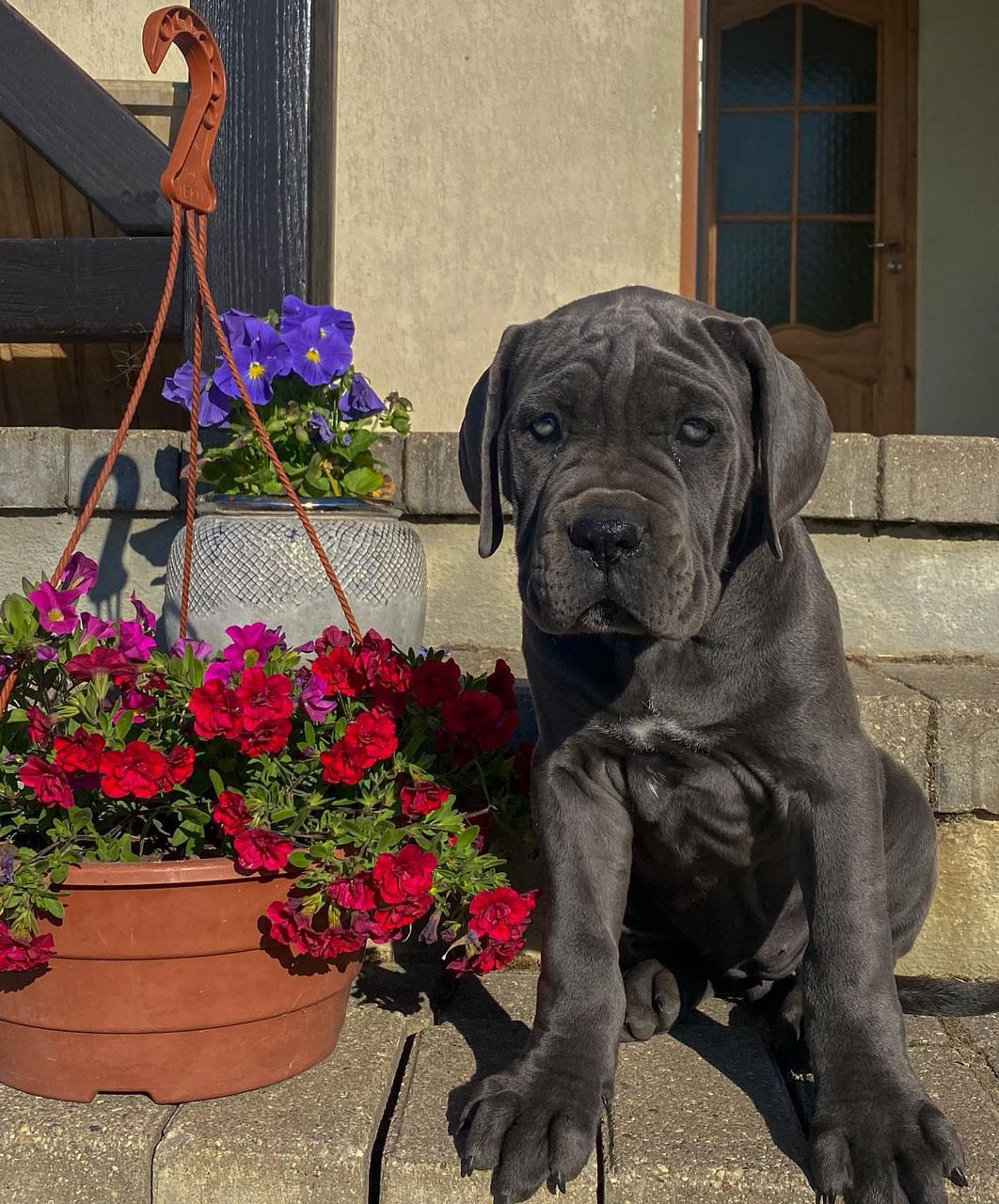 Greya female Cane Corso puppy