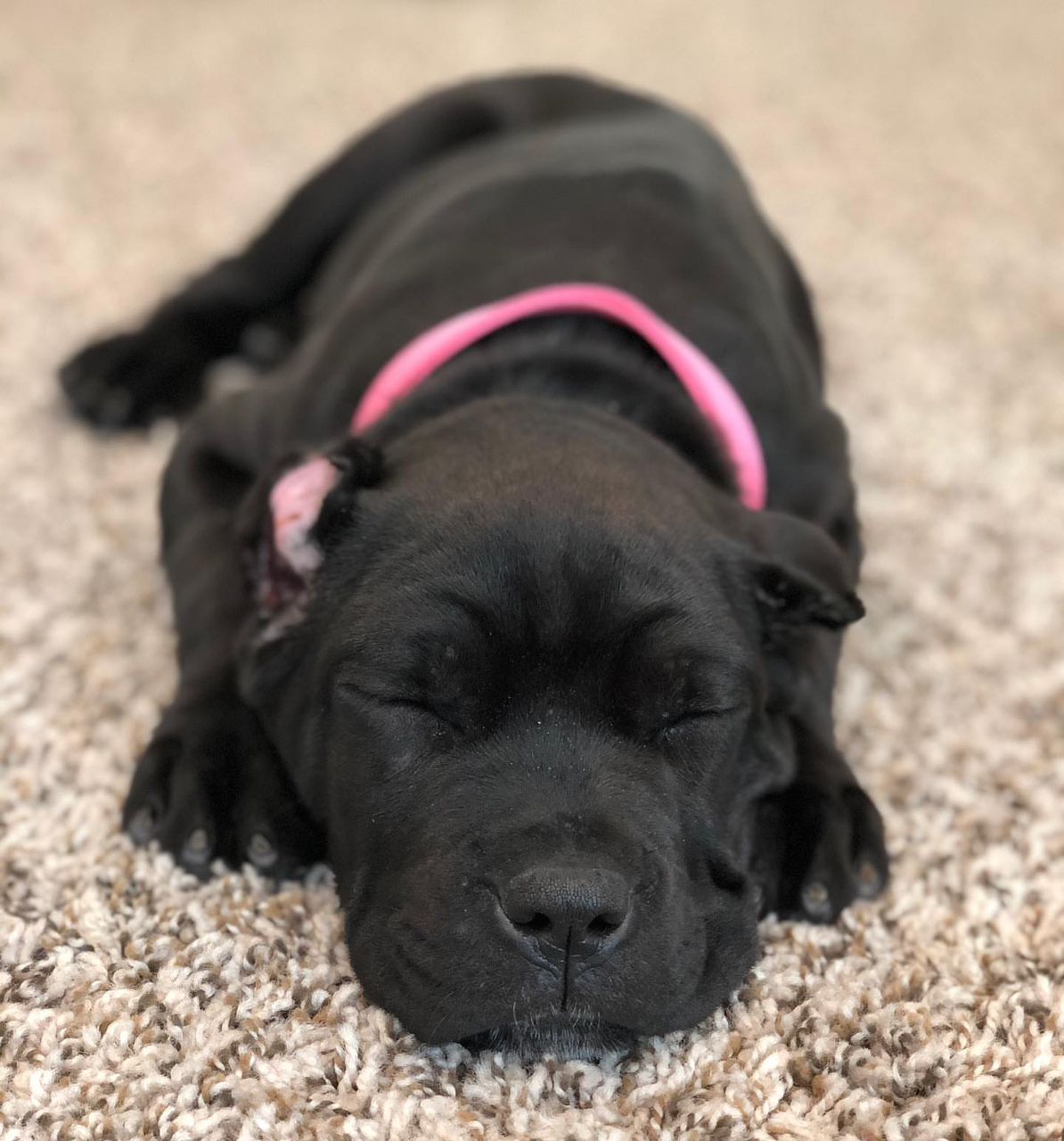 Esme female Cane Corso puppy