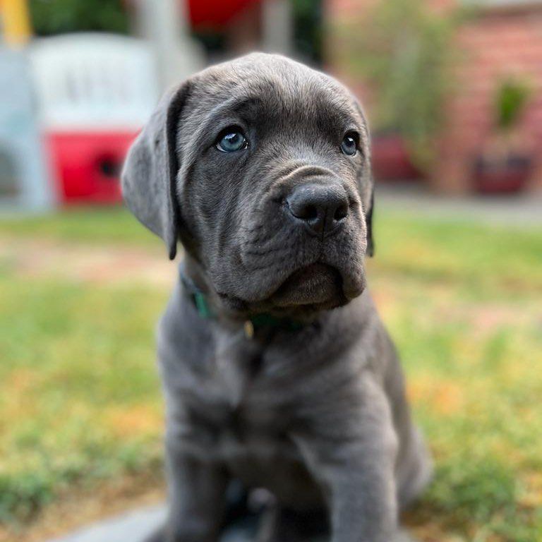 Hercules male Cane Corso puppy