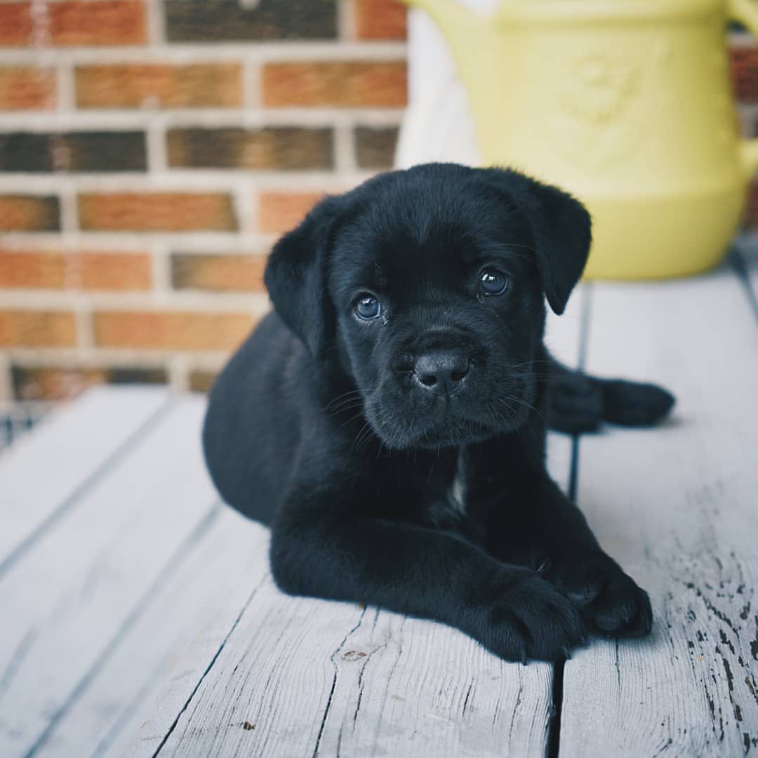 Romulus male Cane Corso puppy