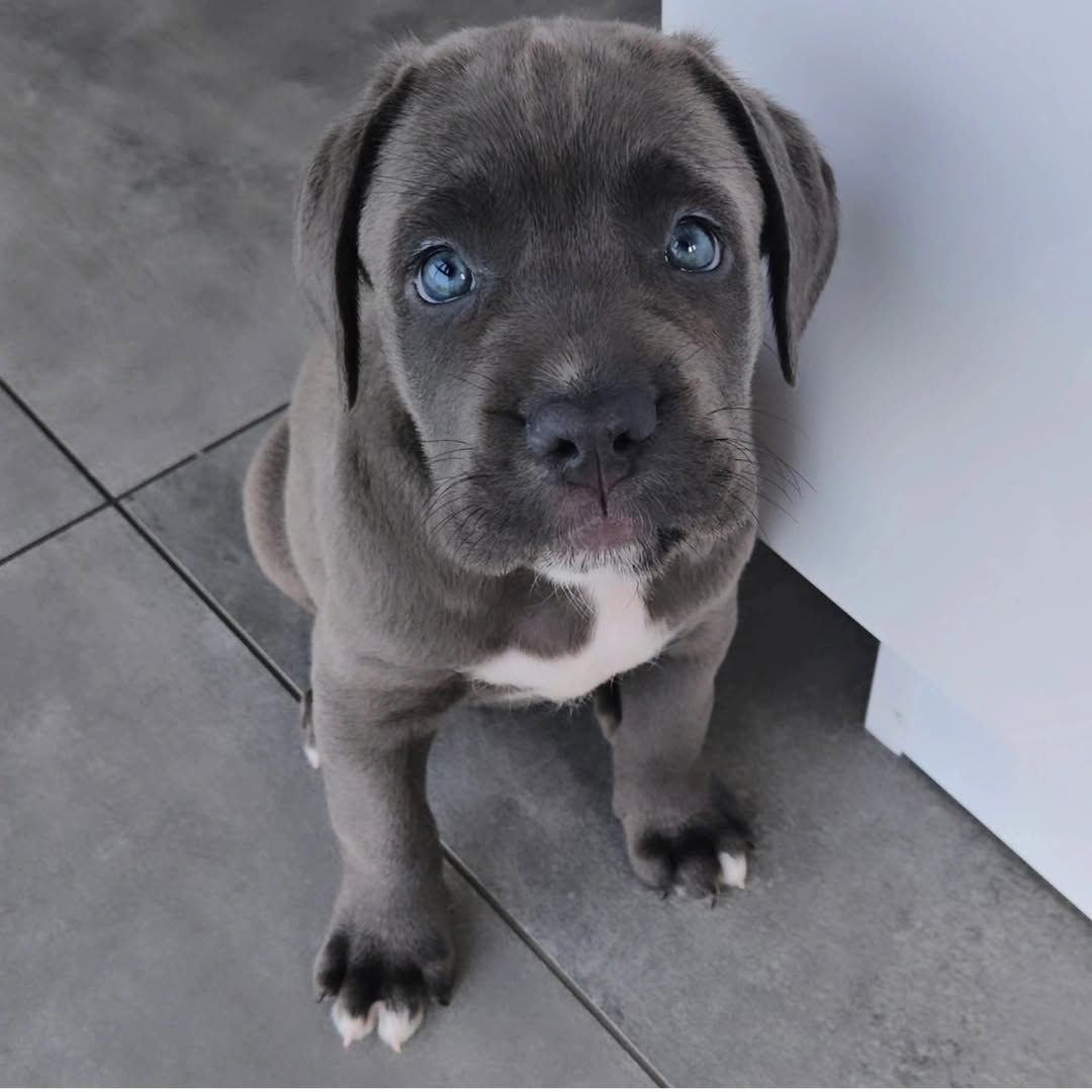 Nala female Cane Corso puppy