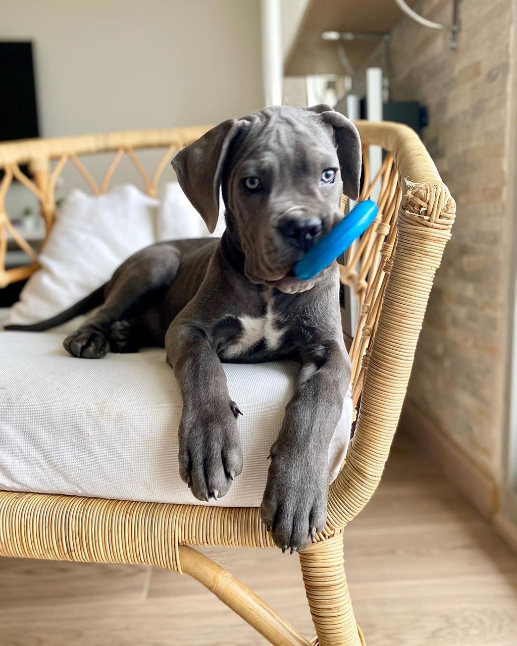 Hercule male Cane Corso puppy