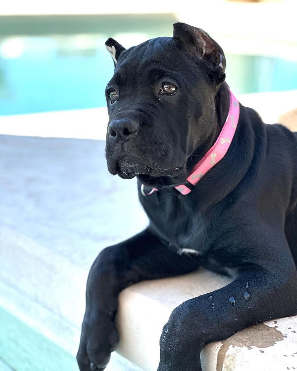 Karma female Cane Corso puppy